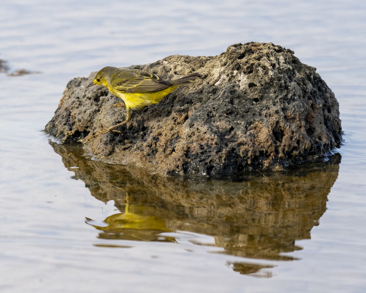 Yellow Warbler (Galapagos) - ML629104185