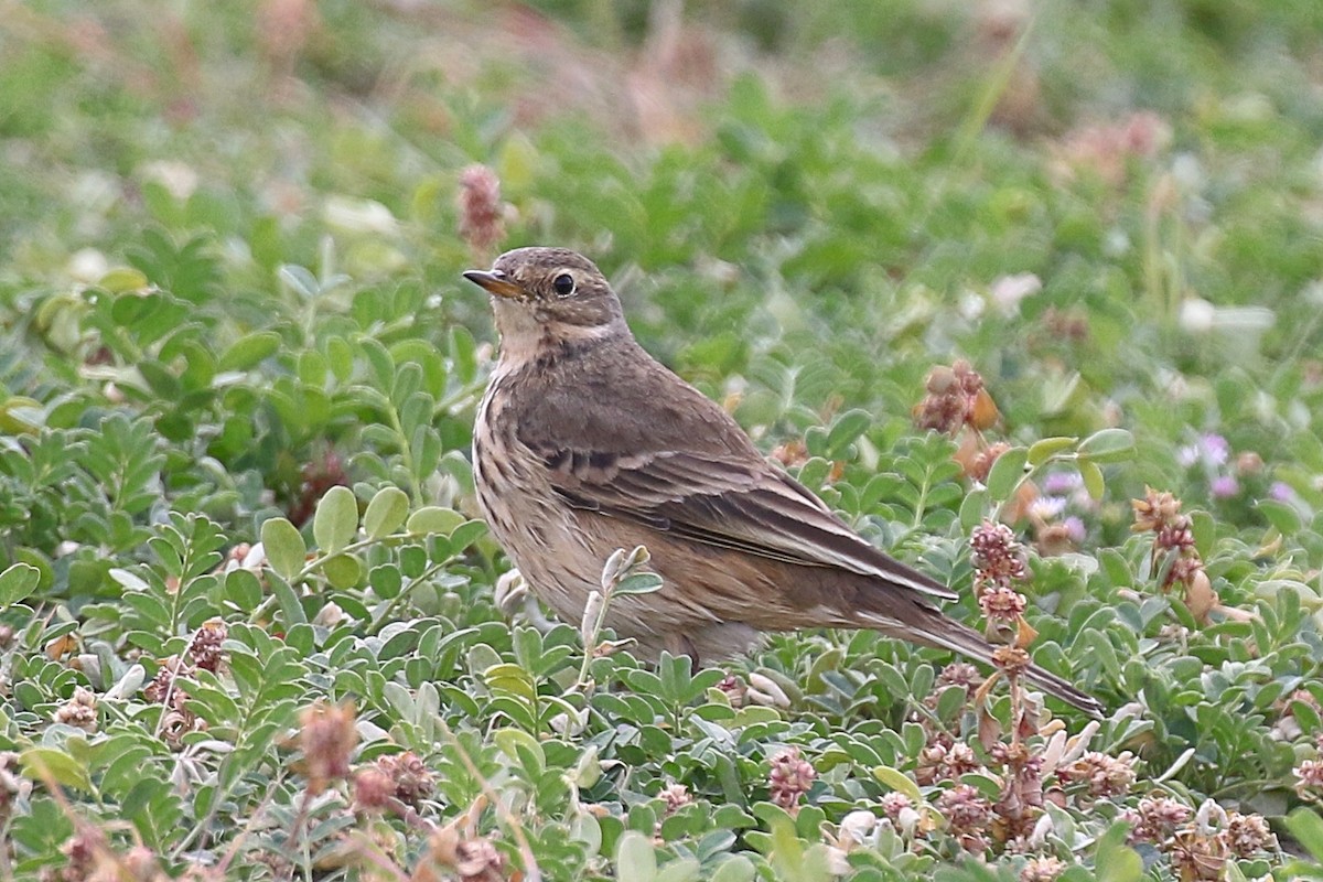 American Pipit - ML629104291