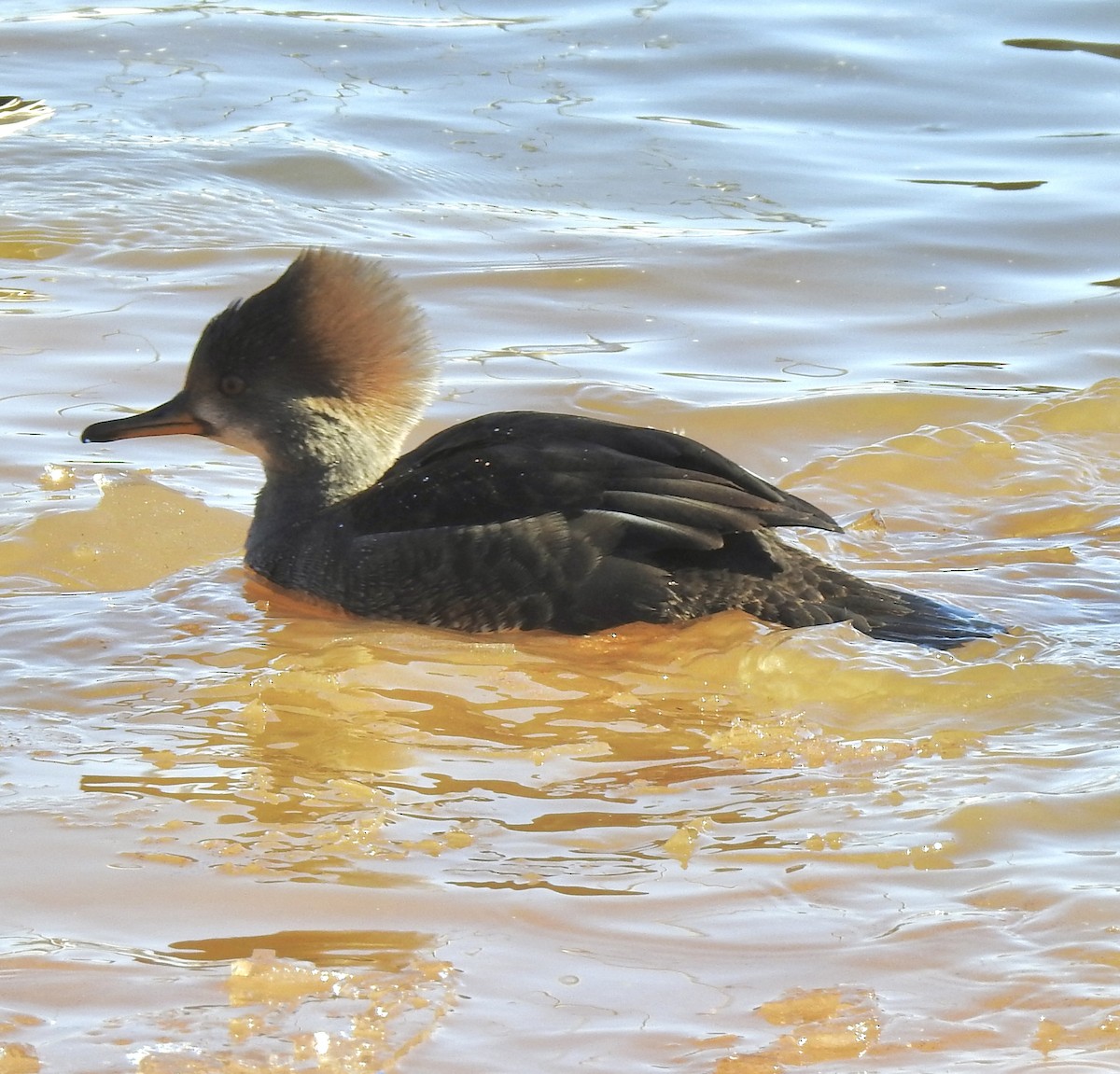 Zerra buruhandia - ML629104350