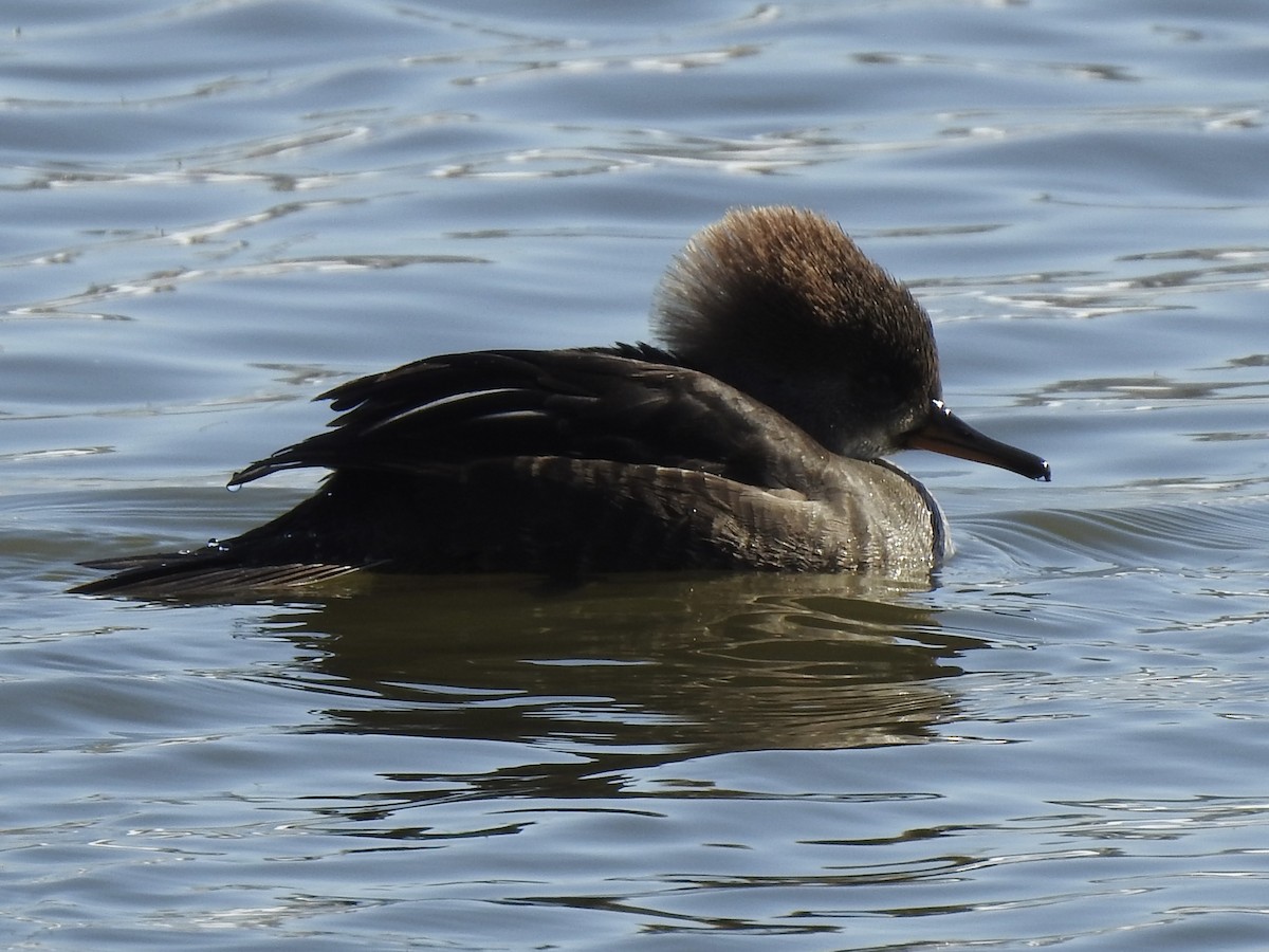 Zerra buruhandia - ML629104351