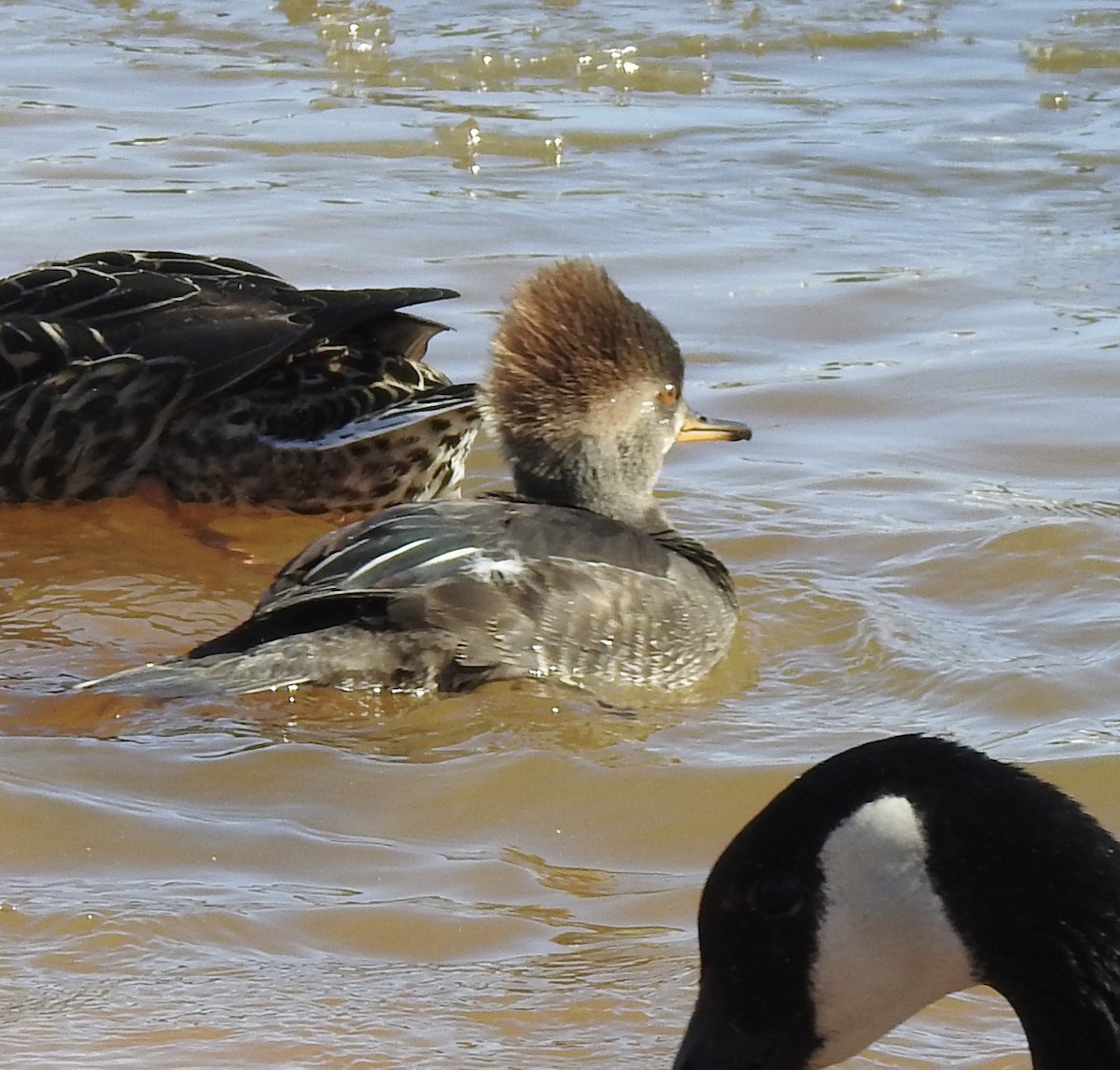 Zerra buruhandia - ML629104352