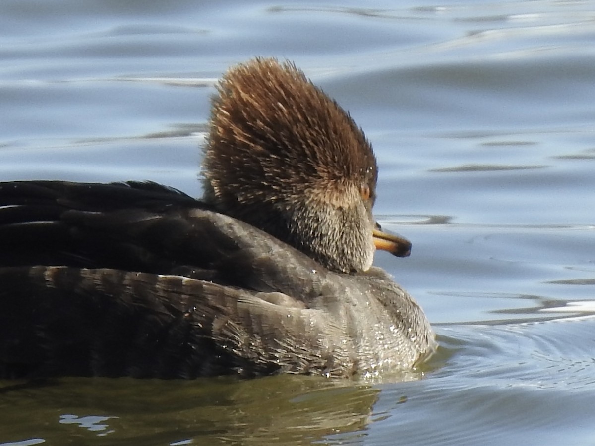 Zerra buruhandia - ML629104353