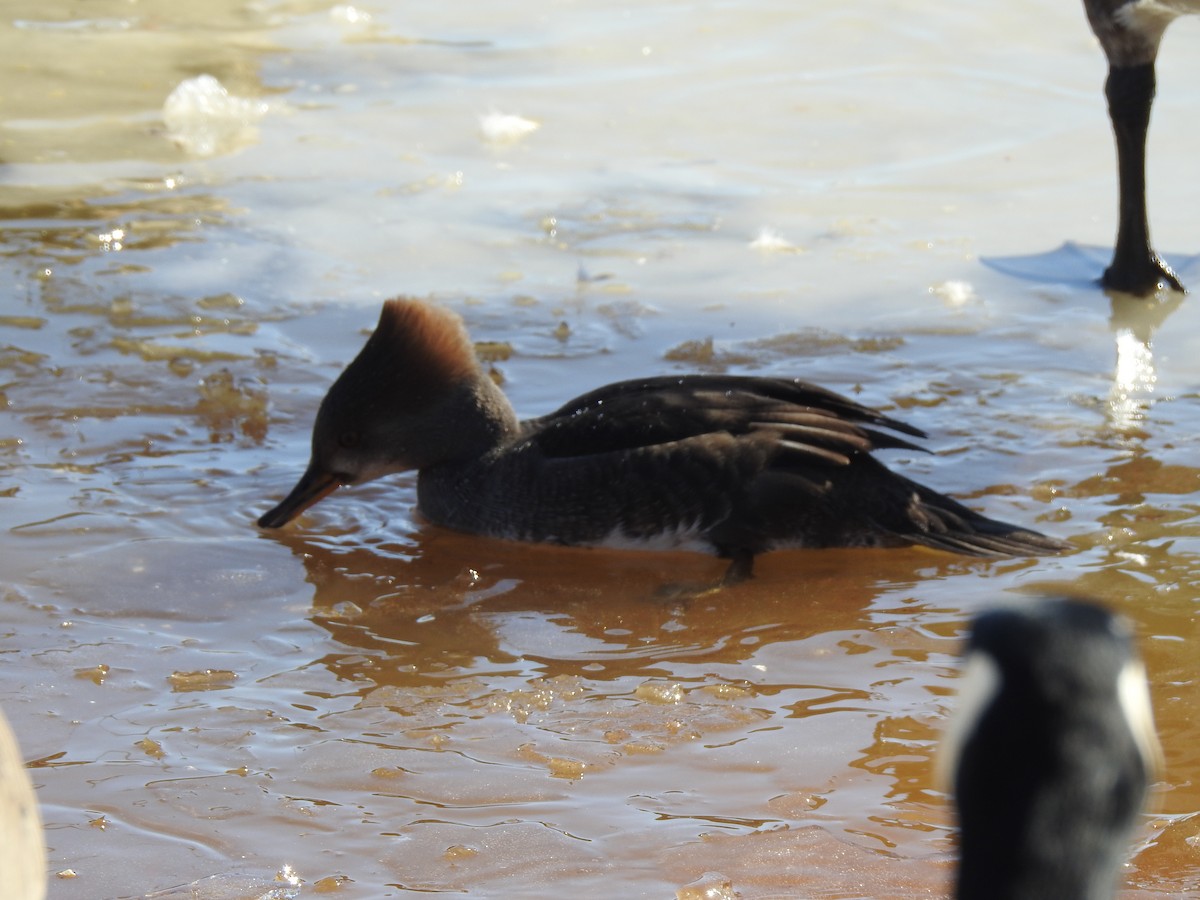 Zerra buruhandia - ML629104354