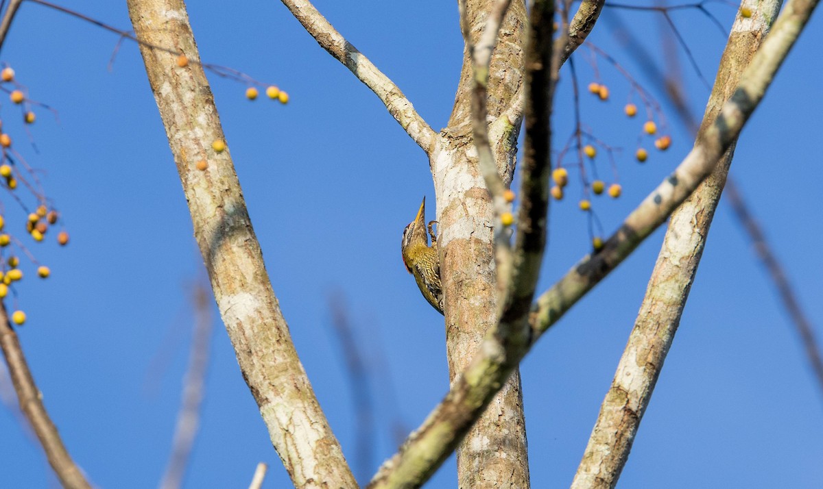 Streak-breasted Woodpecker - ML629104381