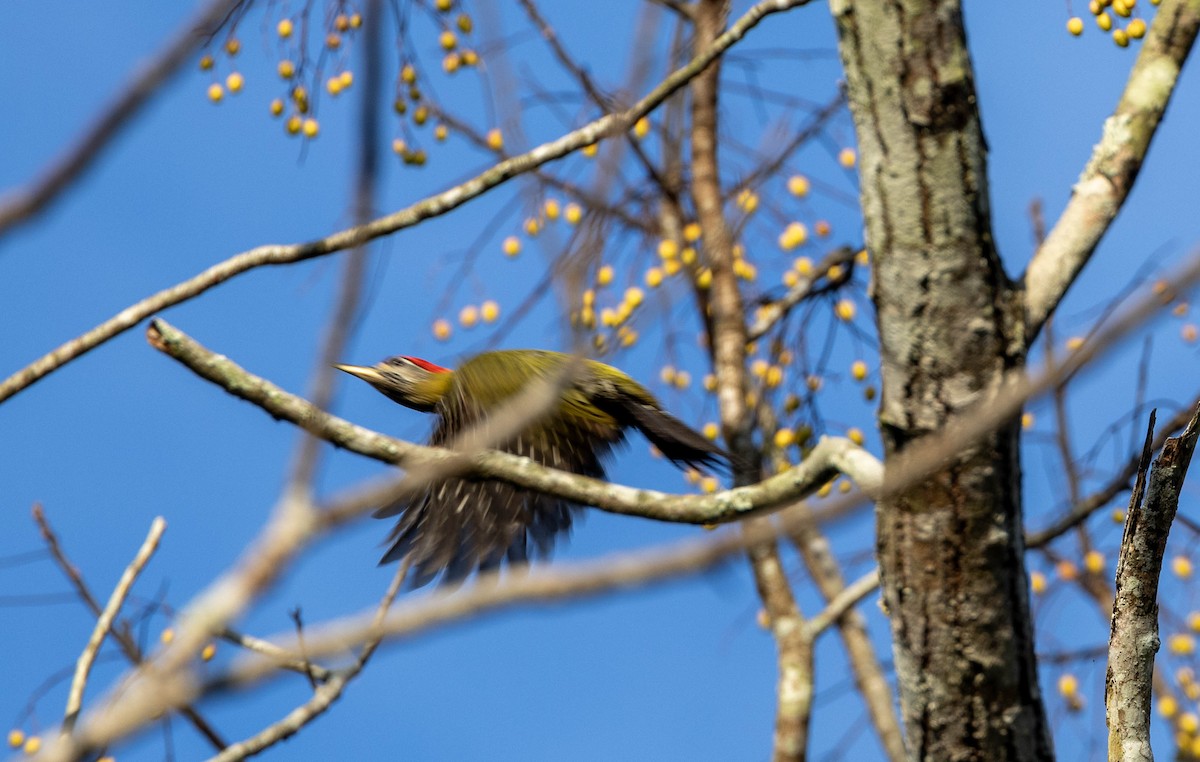 Streak-breasted Woodpecker - ML629104382