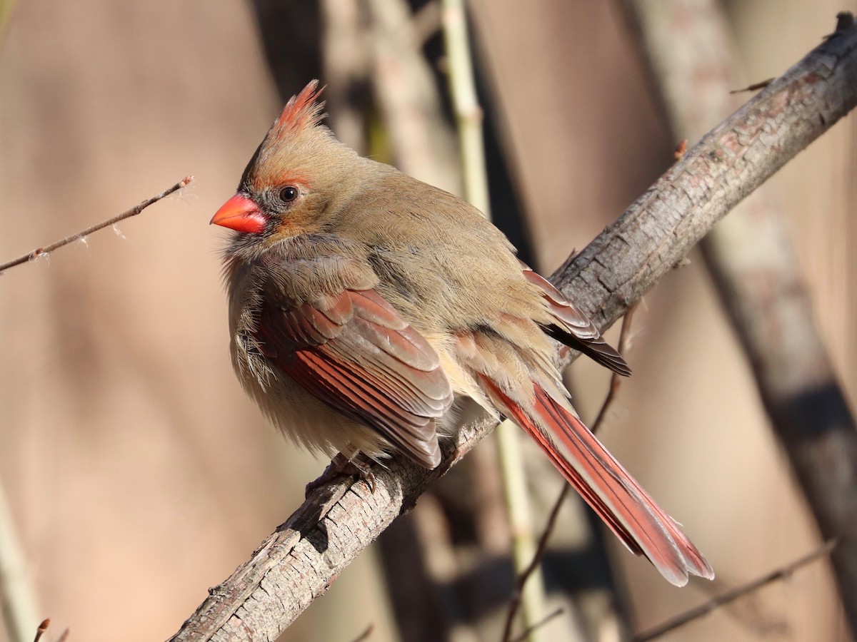 Northern Cardinal - ML629104386