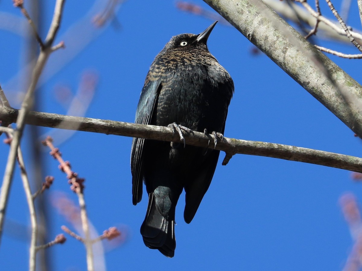 Rusty Blackbird - ML629104401