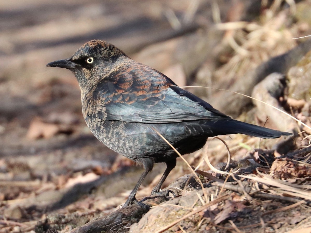 Rusty Blackbird - ML629104402