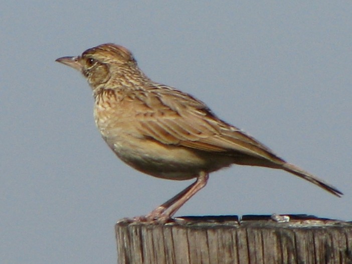 Rufous-naped Lark - ML629104403