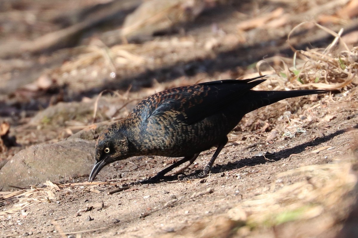 Rusty Blackbird - ML629104404