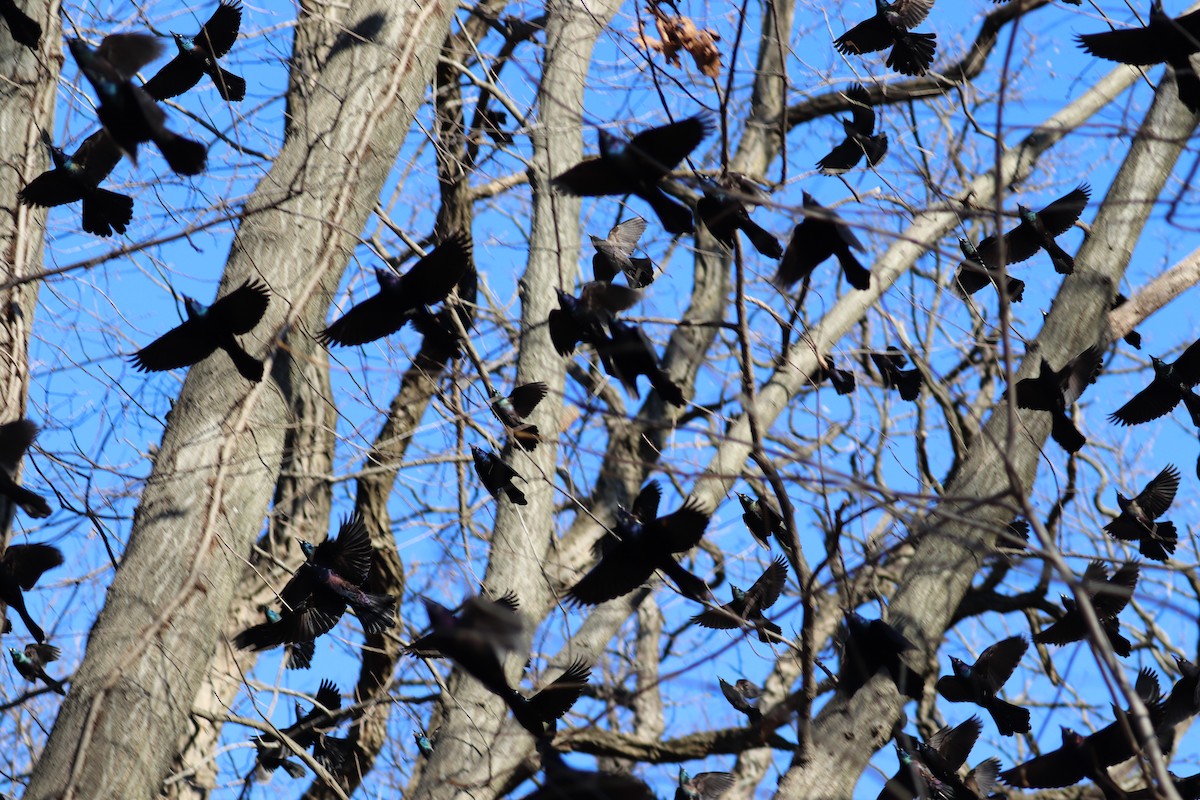 Common Grackle - ML629104407