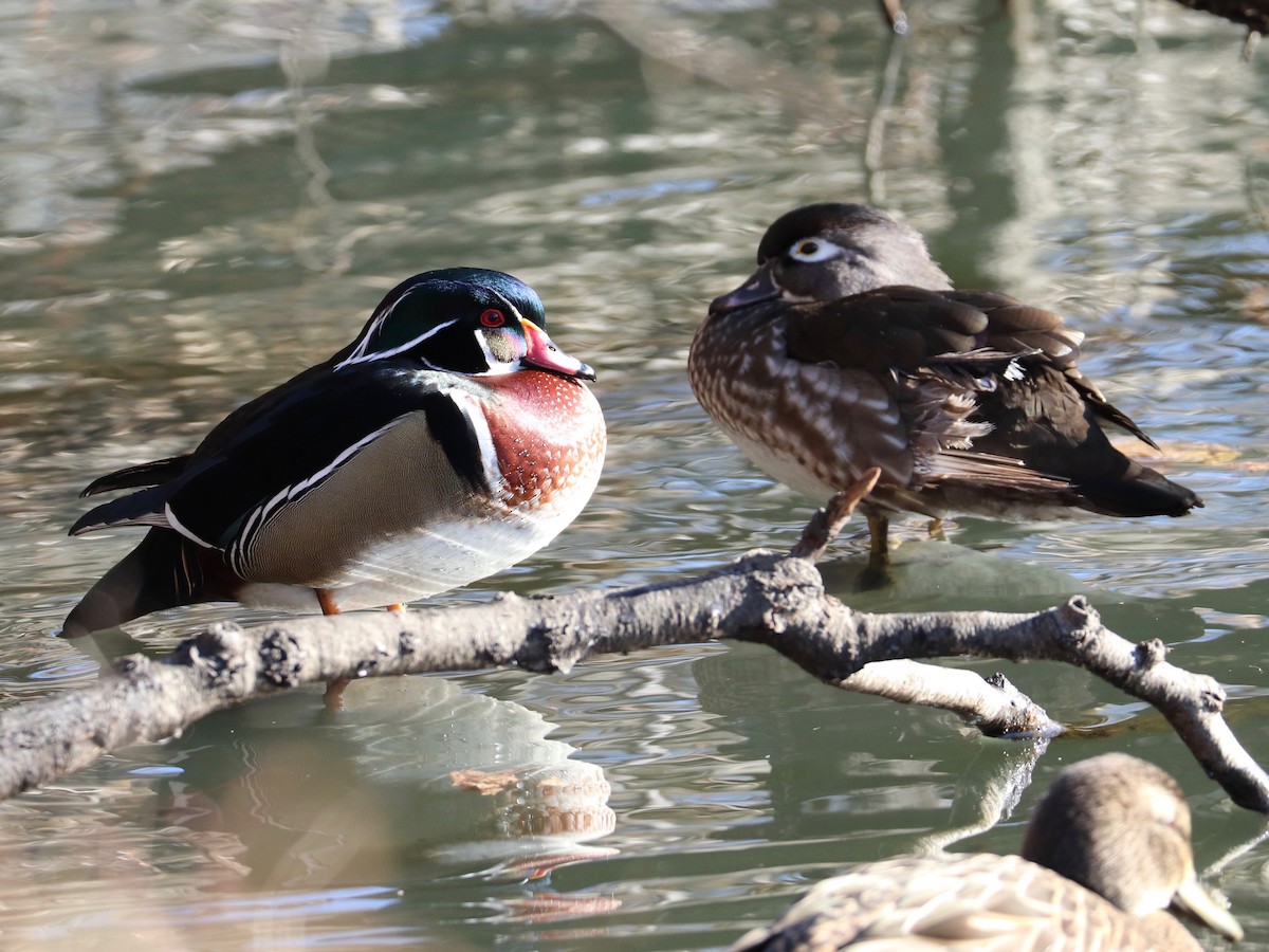 Wood Duck - ML629104420