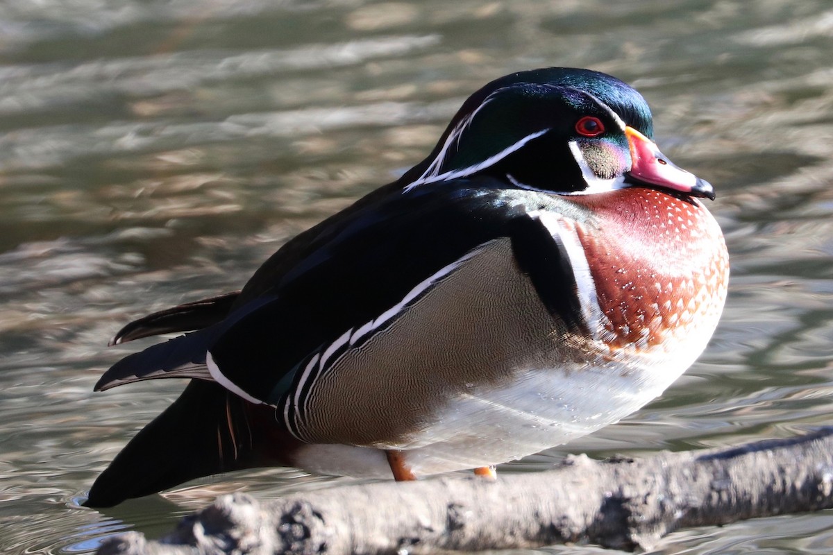 Wood Duck - ML629104422
