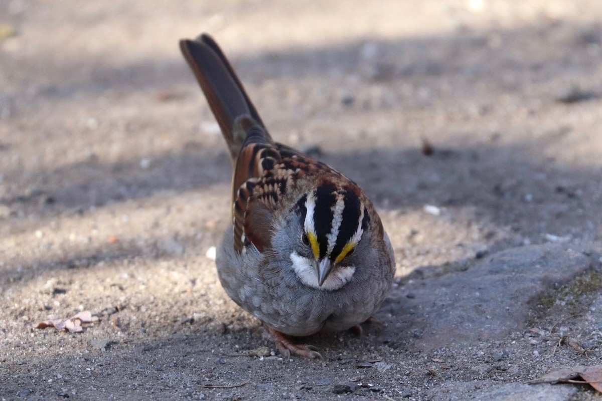 White-throated Sparrow - ML629104439