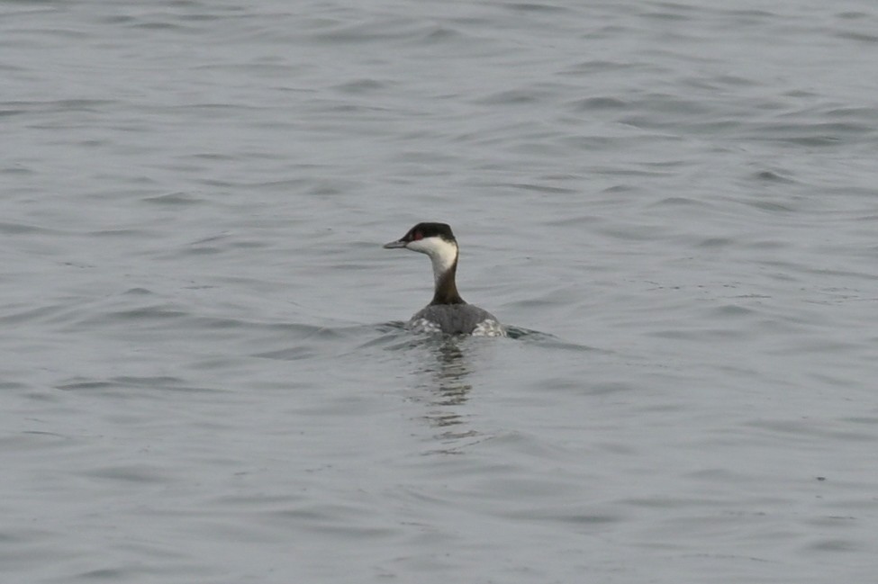 Horned Grebe - ML629104503