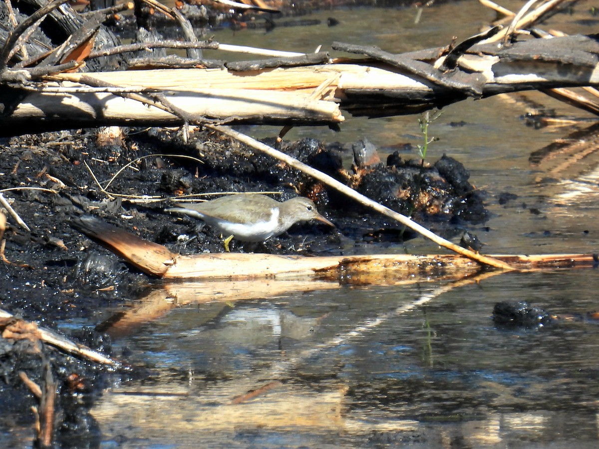 Spotted Sandpiper - ML629104541