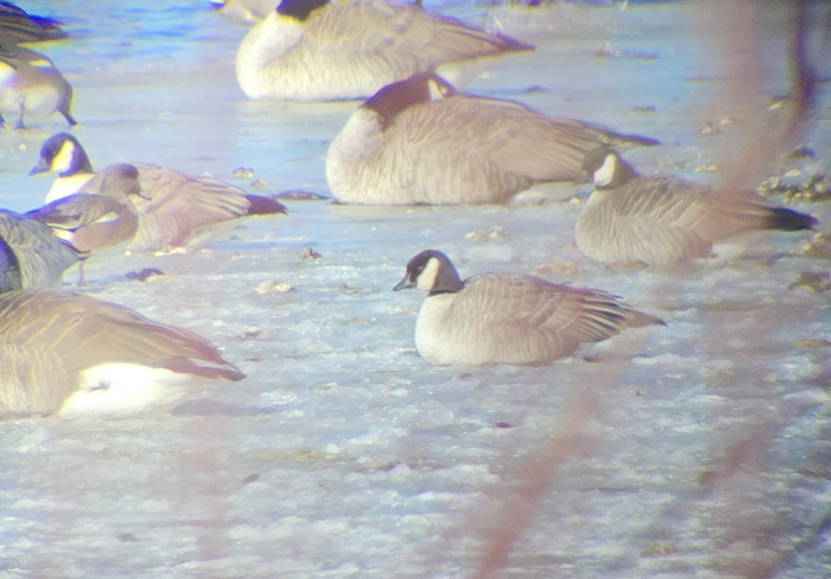 Cackling Goose - ML629104565