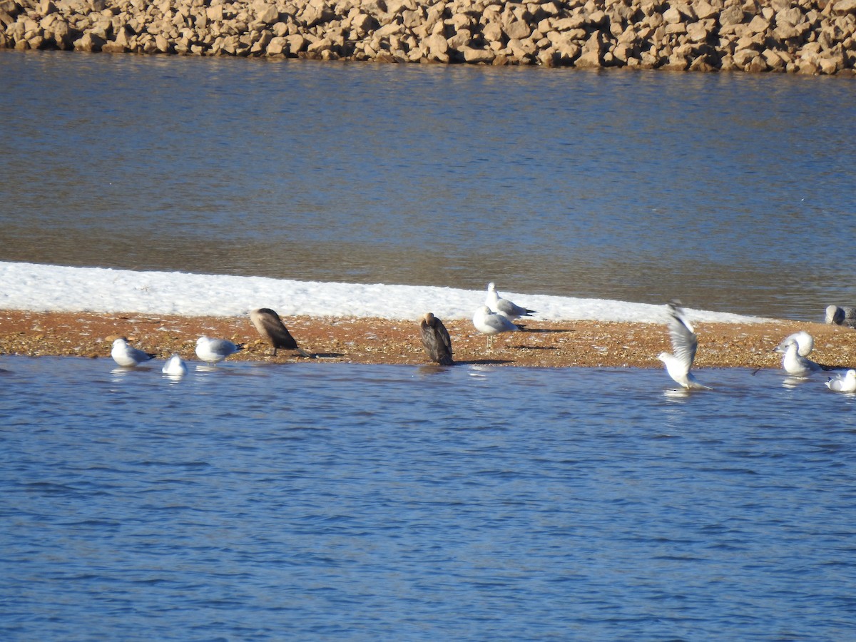 Double-crested Cormorant - ML629104595