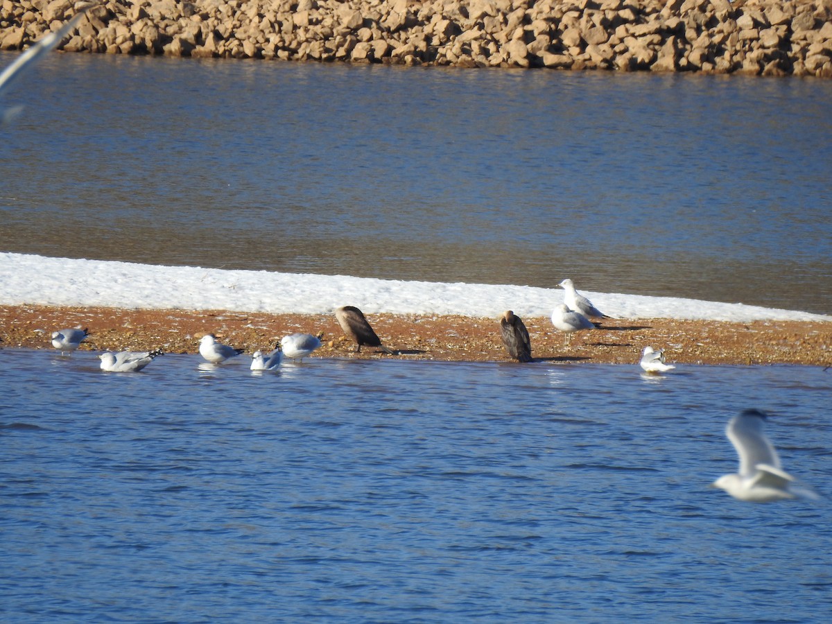 Double-crested Cormorant - ML629104596