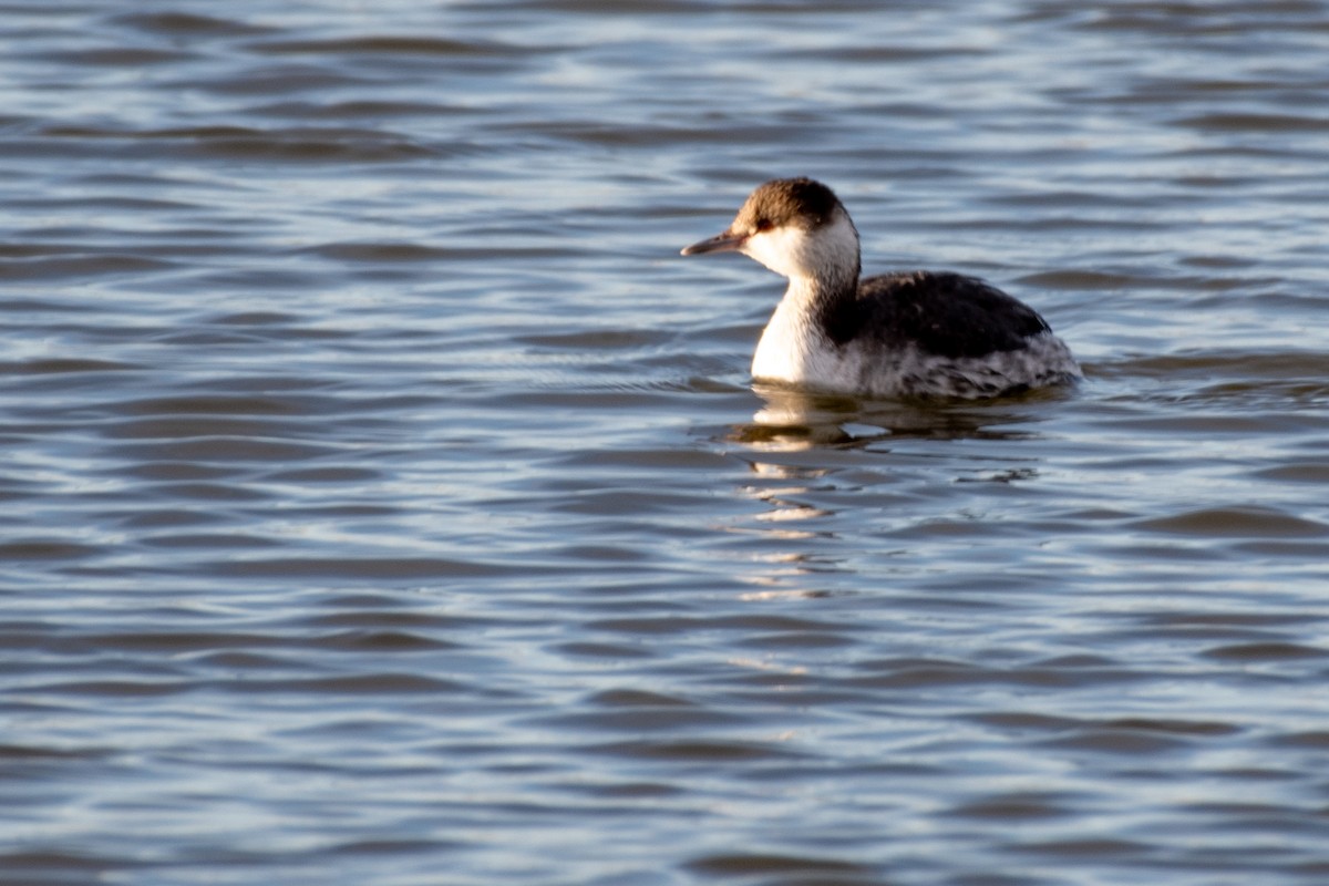 Horned Grebe - ML629104607