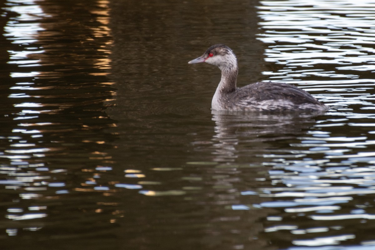 Horned Grebe - ML629104608