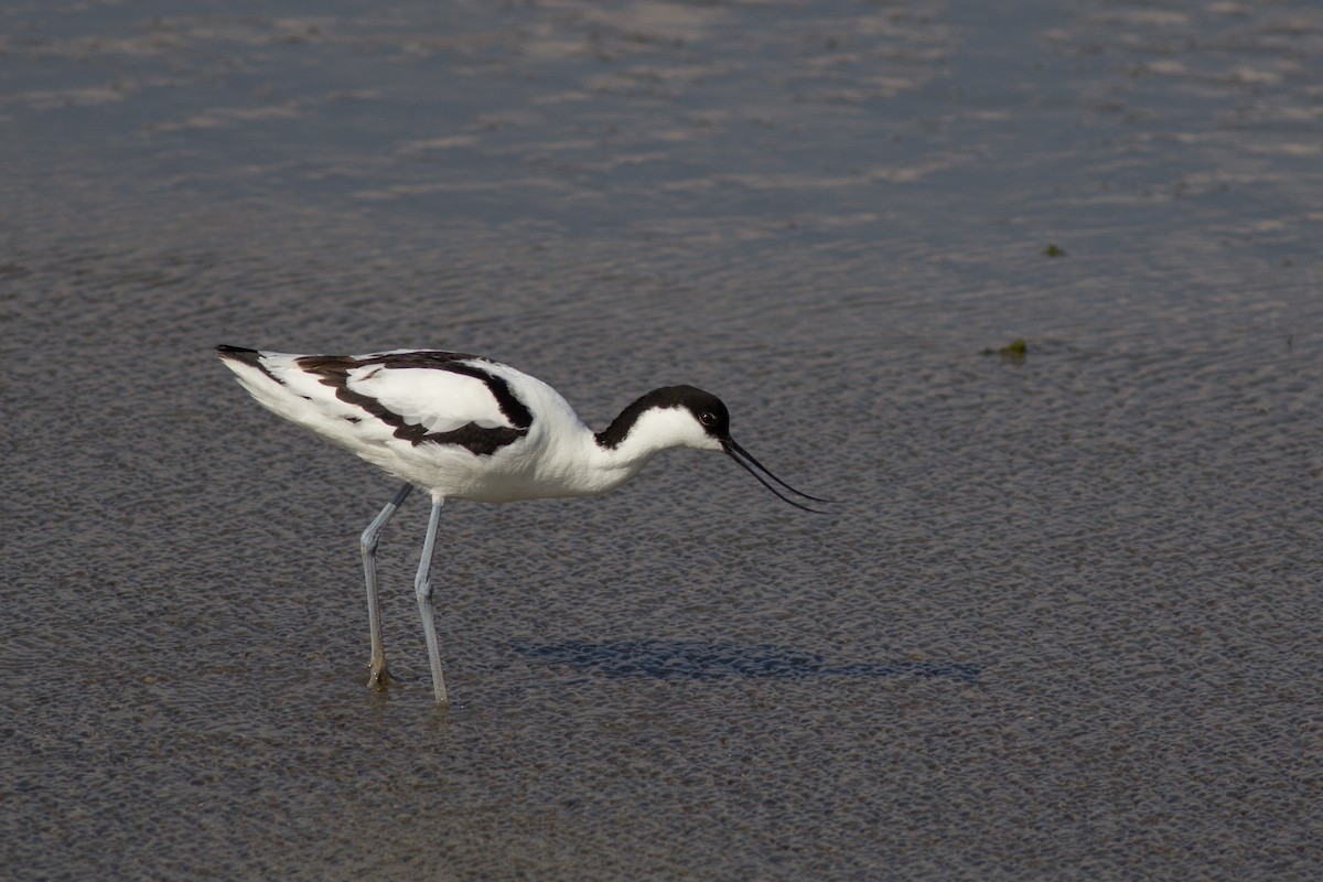 Avoceta Común - ML629104708