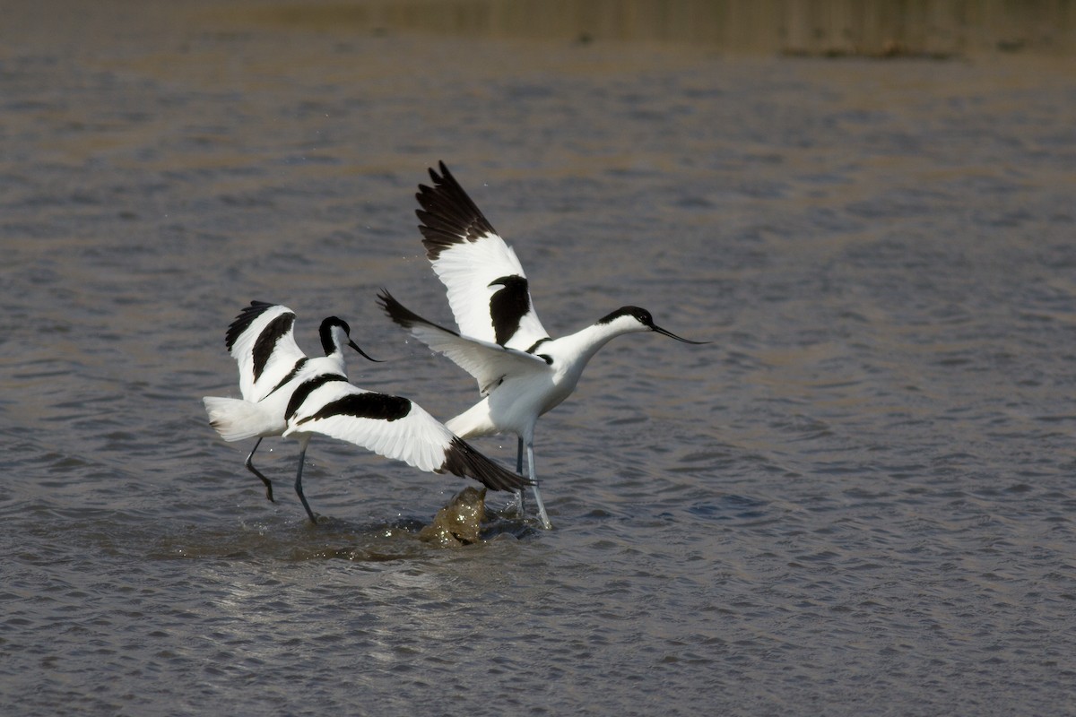 Avoceta Común - ML629104710