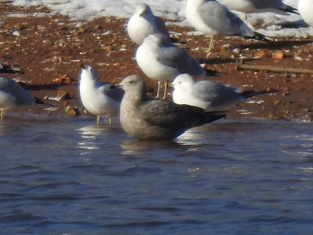 American Herring Gull - ML629104841