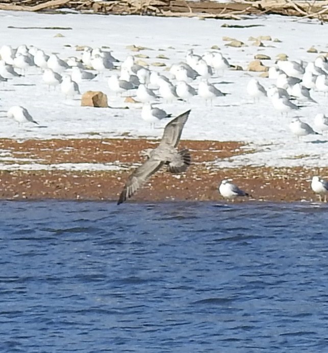 American Herring Gull - ML629104842