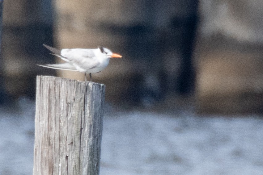 Royal Tern - ML629104844