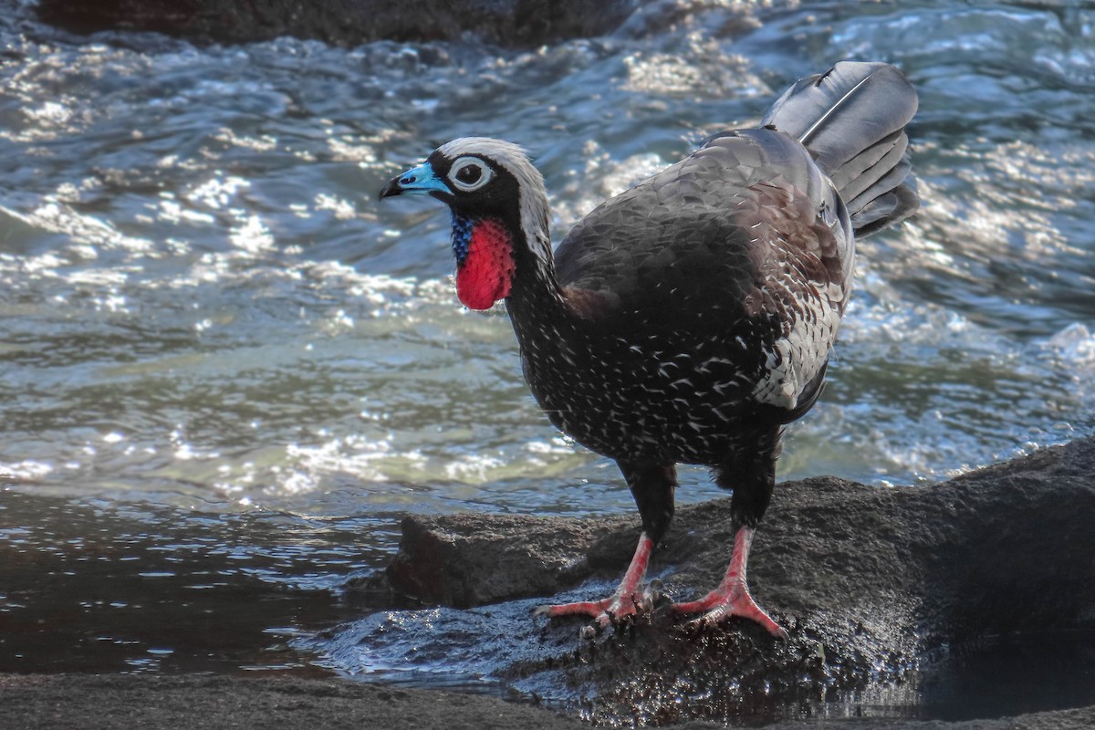 Black-fronted Piping-Guan - ML629105033