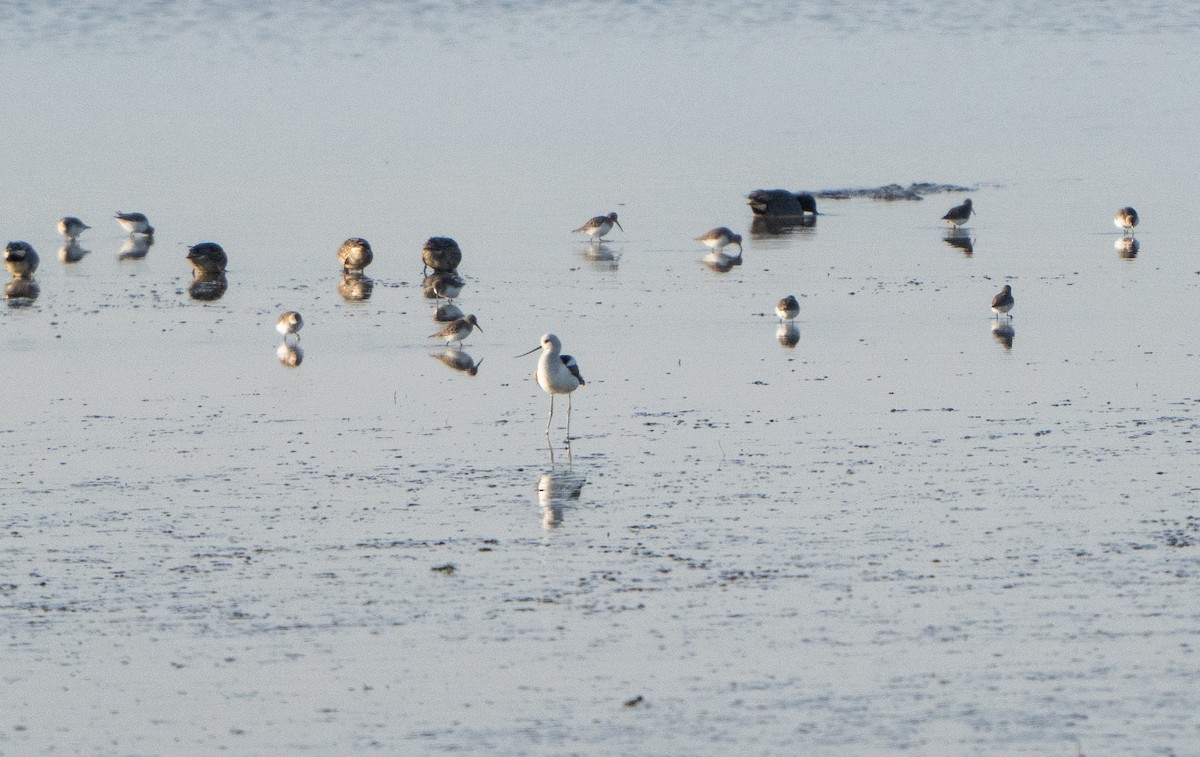 American Avocet - ML629105185