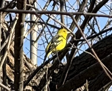 Western Tanager - ML629105220
