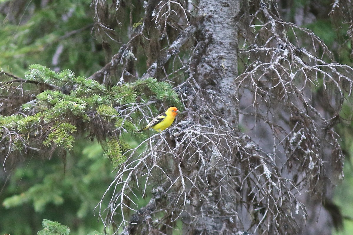 Western Tanager - ML629105266