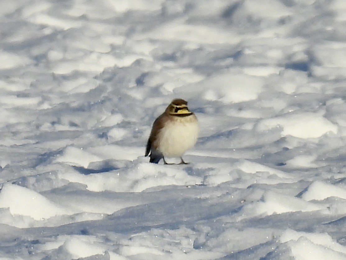 Horned Lark - ML629105269