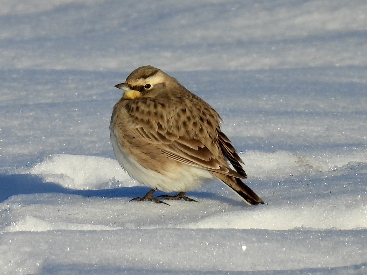 Horned Lark - ML629105270