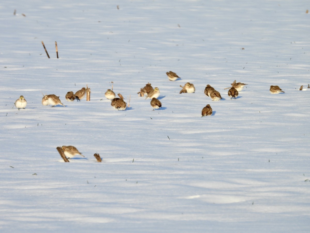 Horned Lark - ML629105272