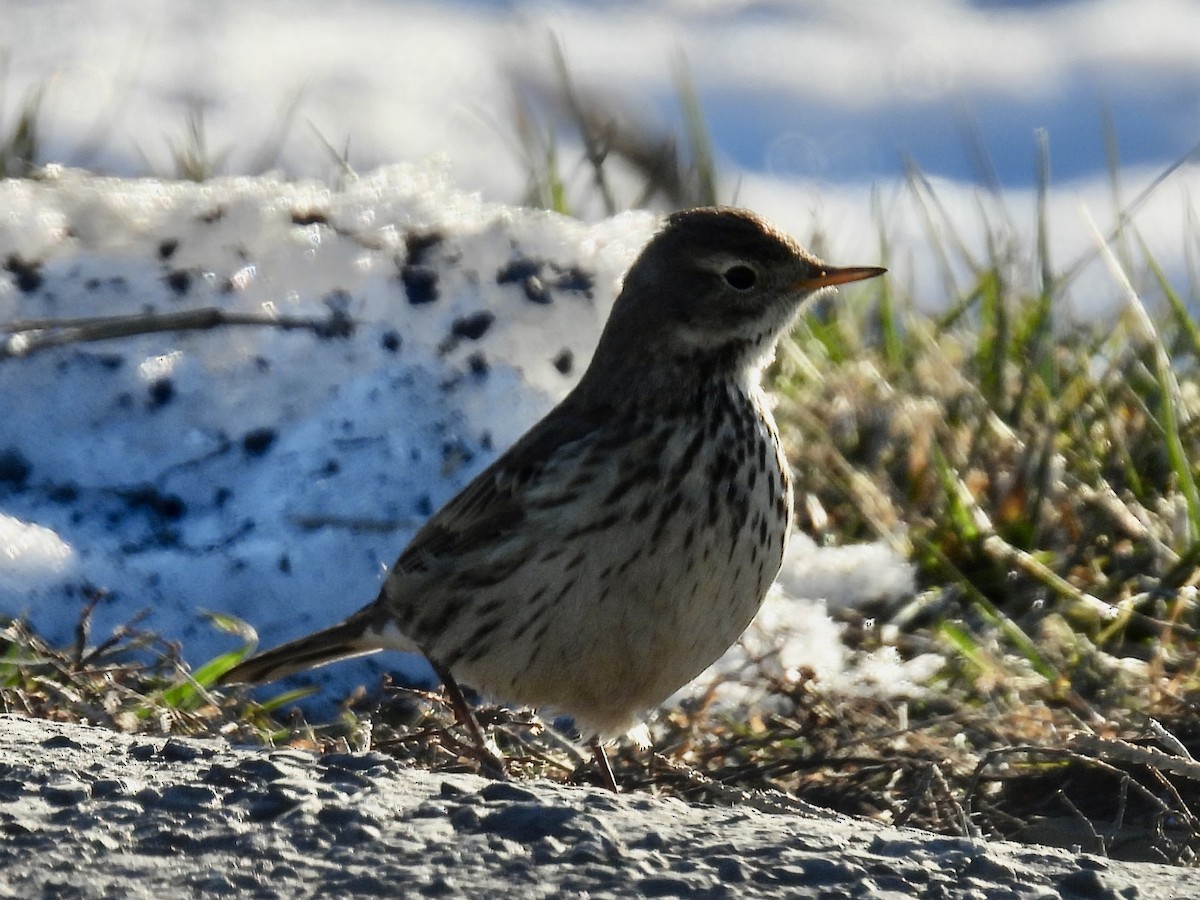 American Pipit - ML629105283