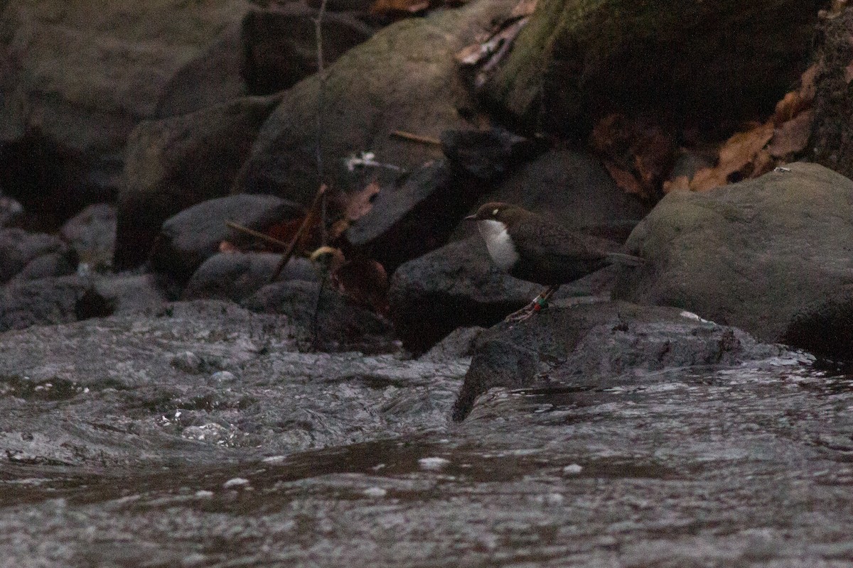 Гялаан омруут харзлай - ML629105765