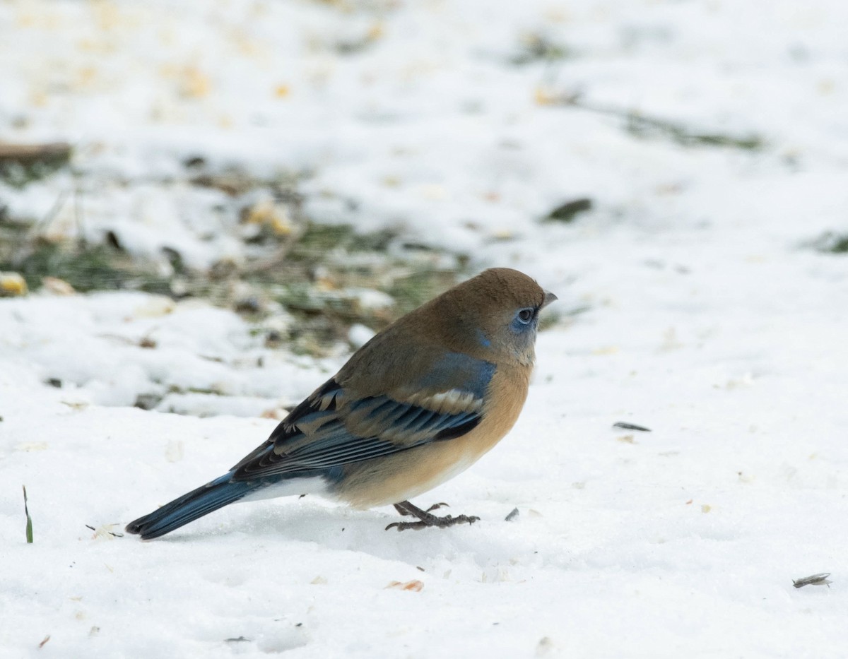 Lazuli Bunting - ML629105804