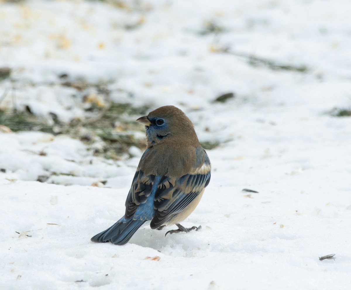 Lazuli Bunting - ML629105846