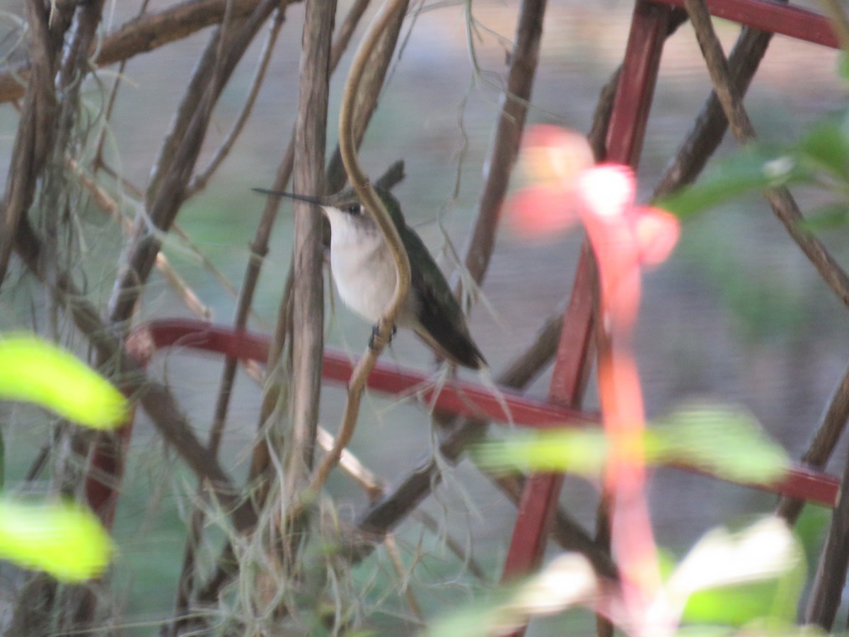 Ruby-throated Hummingbird - ML629105970