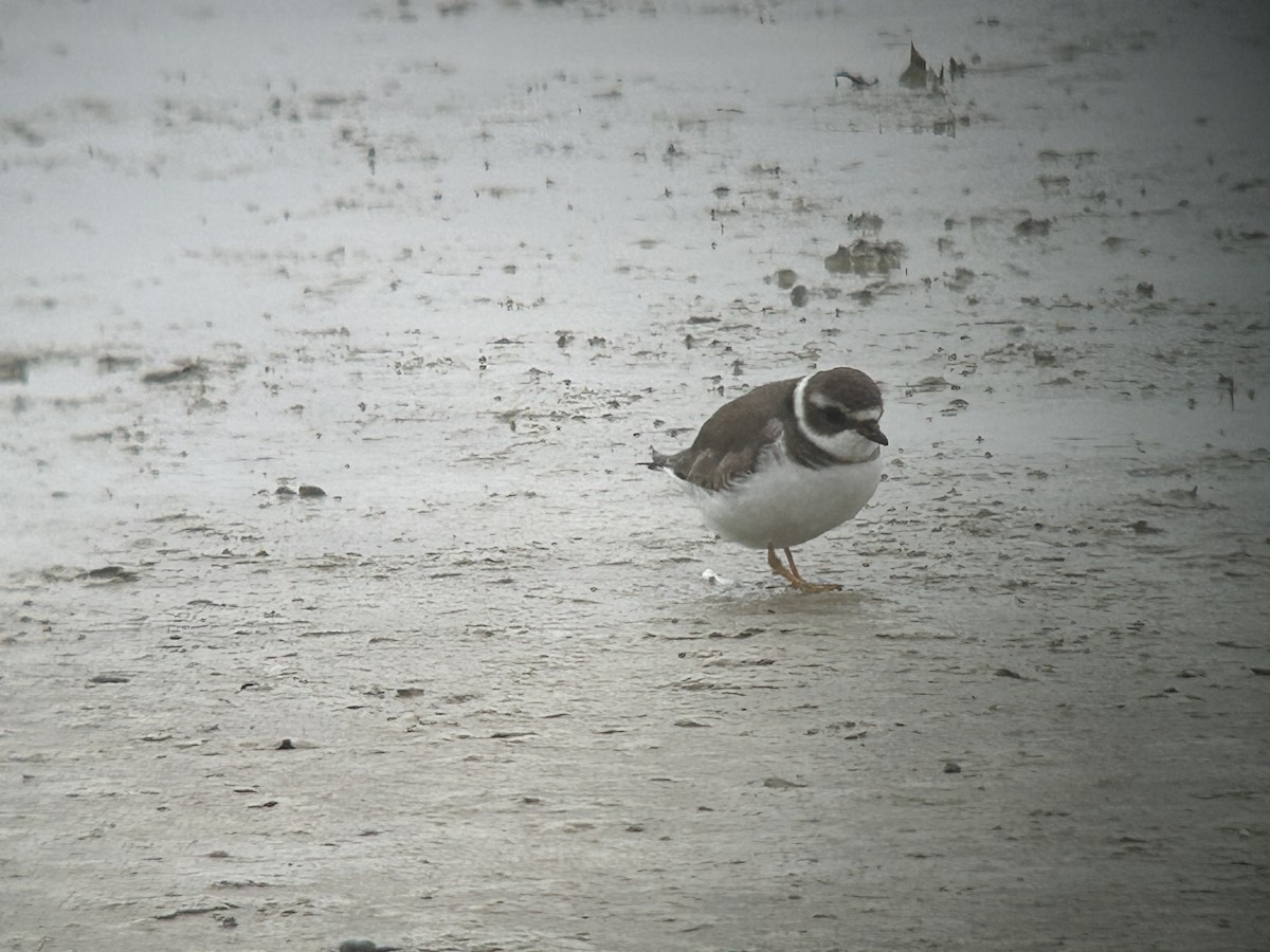 Semipalmated Plover - ML629106020