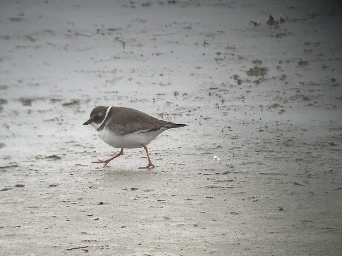 Semipalmated Plover - ML629106021