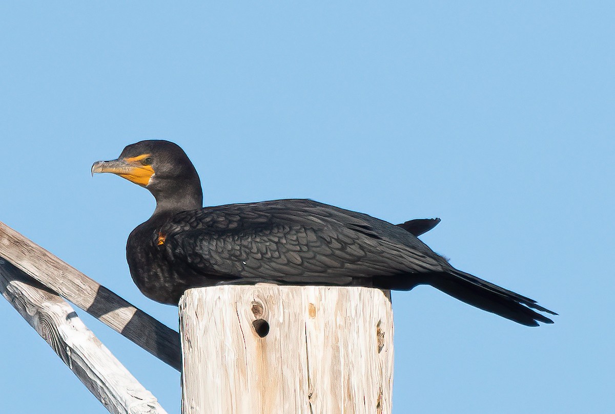 Cormorán Orejudo - ML629106055