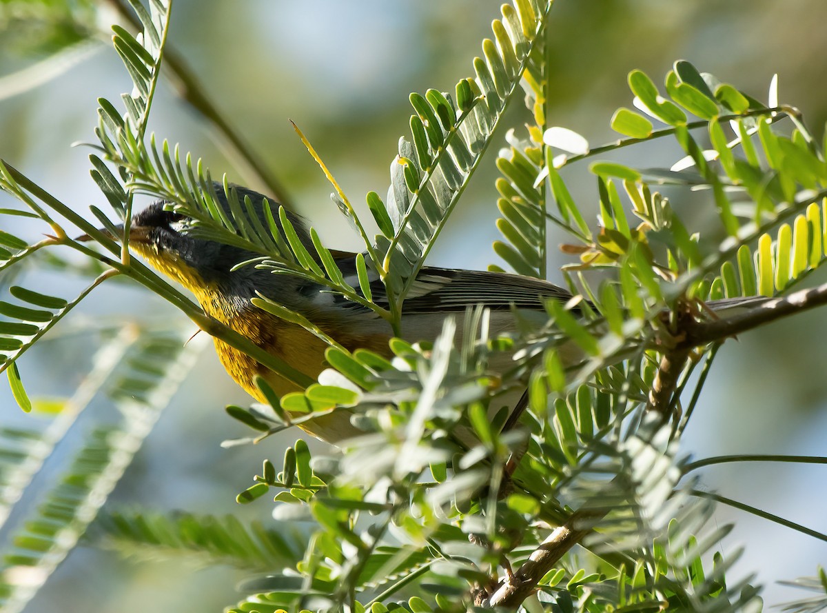 Parula Norteña - ML629106081