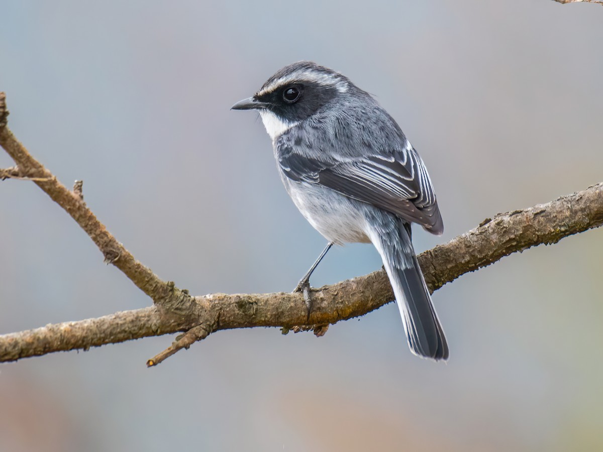 Gray Bushchat - Saxicola ferreus - Birds of the World