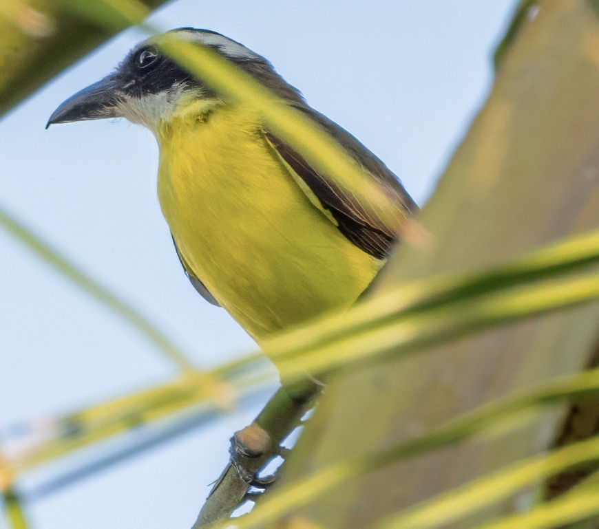 Boat-billed Flycatcher - ML629106231