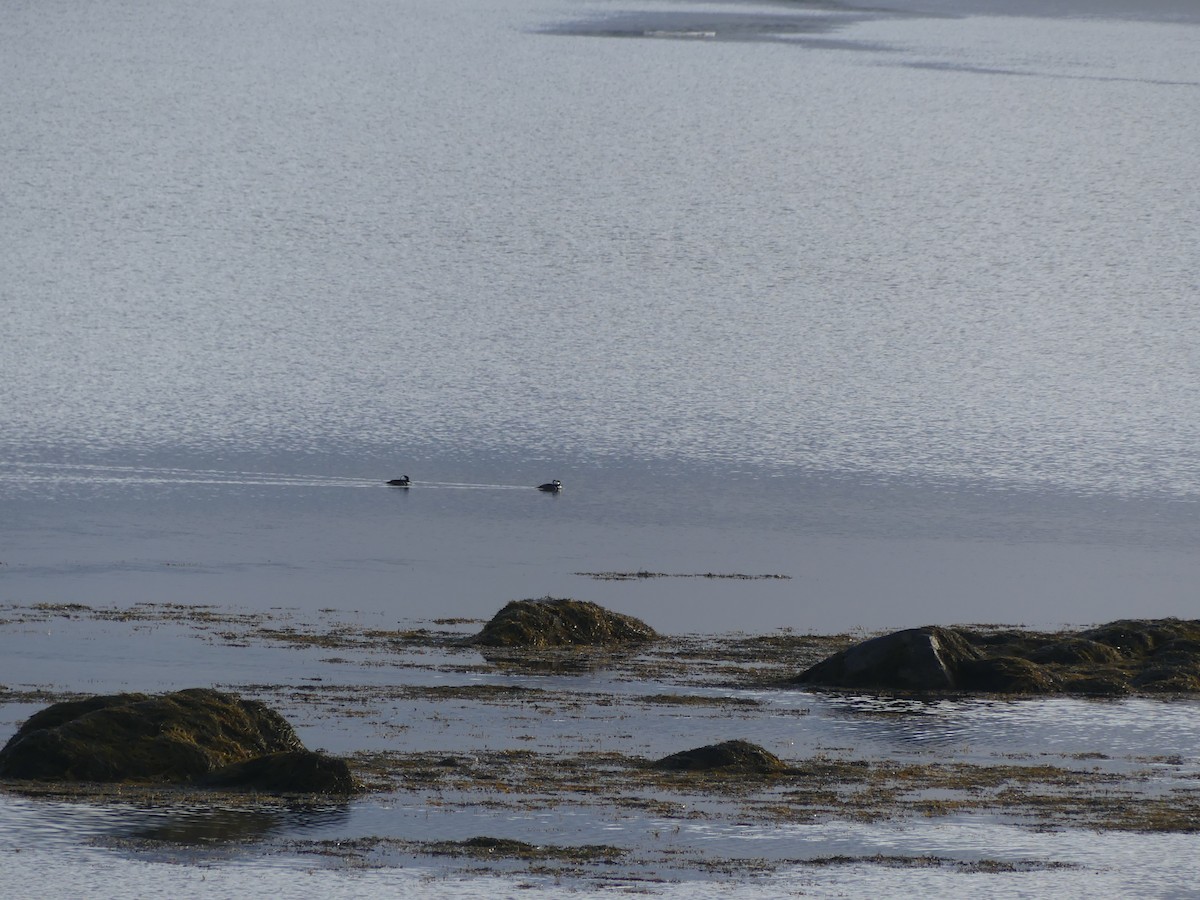 Hooded Merganser - ML629106281