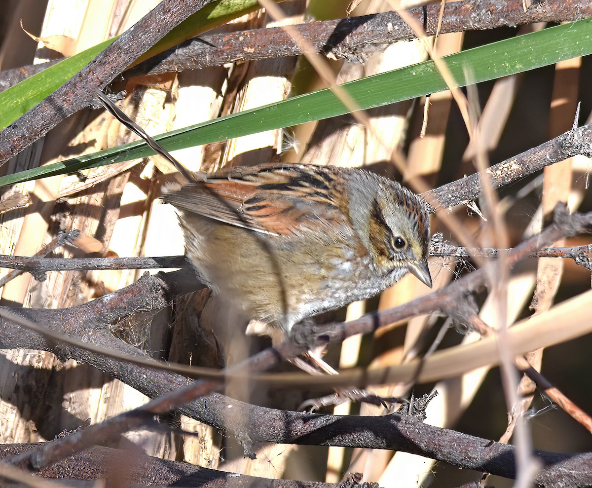 Swamp Sparrow - ML629106292